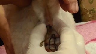 Как чистить анальные железы у кошки. How to express cats anal glands(В ролике показываю, как чистить анальные железы у кошек, есть два фрагмента видео, где можно увидеть разный..., 2015-09-17T17:17:14.000Z)