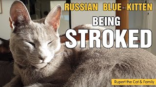 Stroking Cat - Russian Blue Kitten Rupert by Rupert the Cat and Family 528 views 2 years ago 3 minutes, 52 seconds