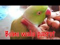 Indian Cute Ringneck parrot funny talk.