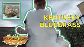 Kentucky Bluegrass Strain Review | KUSH NO KETCHUP