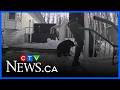 Caught on camera: Bear cub rescued from deck in Slave Lake