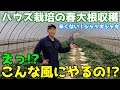 【やっぱり春大根は美味い！】ハウス栽培の大根収穫のやり方。収穫の適期をお伝えします！