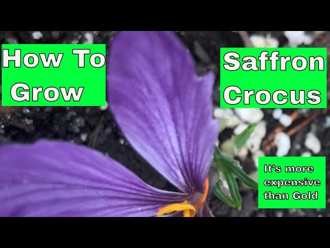 Crocus Sativus   ( How To Grow )