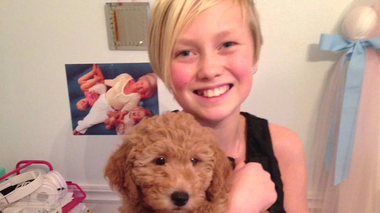 Moss creek goldendoodles goldendoodle english puppies puppy visit doodles golden christmas A Goldendoodle Christmas - YouTube