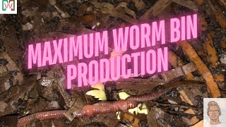 Optimal Worm Density for Maximum Worm Bin Production | Worm Farming Tips!