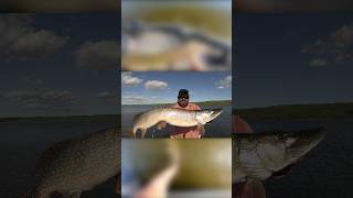 This Glide Bait Crushes PIKE!