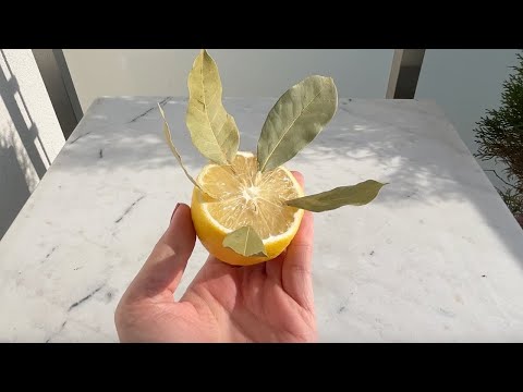 Lemon and bay