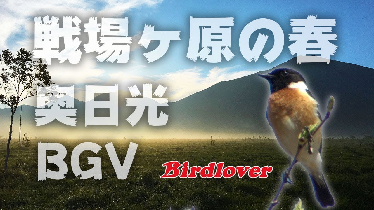 Nikko Senjyougahara Bgv Nature Sound Bird Song Youtube Nikko Senjyougahara Bgv Nature Sound Bird Song Youtube