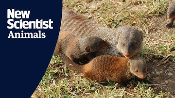 Mongooses create fairer society through 