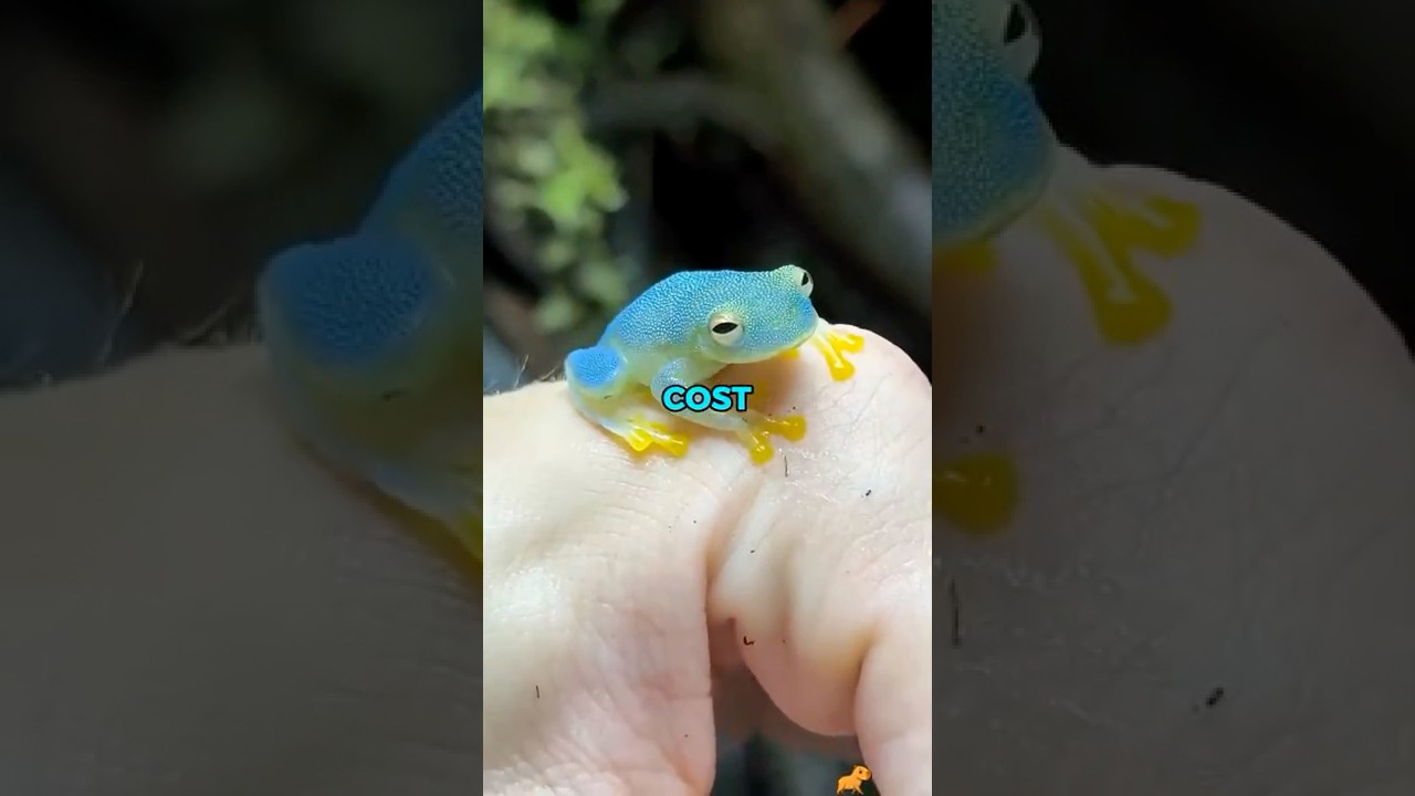 Подойдет ли стеклянная лягушка в качестве домашнего питомца? | Рейтинг домашних животных 🔍🐸