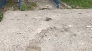 Wild dove is hungry