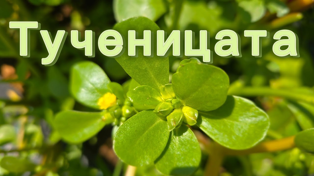 Тученица - плевел или деликатес?