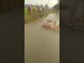 Dolphin Fish Came In The Canal Of The Village Shortvideo Youtube ग व क नहर म आई ड ल फ न मछल 