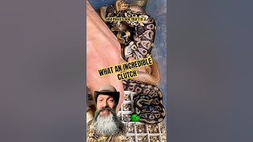 Incredible clutch of ball pythons! #molinarosnakelab #kearymolinaro #babysnakes #eggcutting #shorts