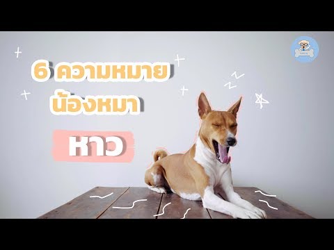 วีดีโอ: ทำไมสุนัขถึงหาว?