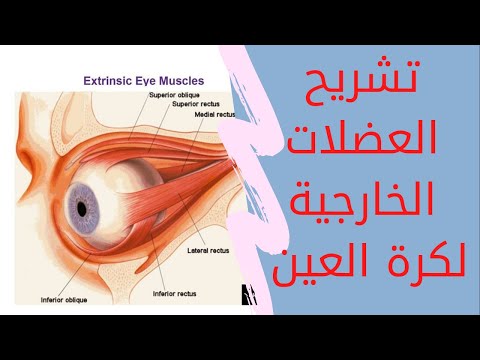 تشريح العضلات الخارجية لكرة العين #Extraocular_Muscles_Anatomy
