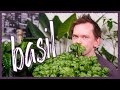 Grow Basil Indoors - Seed To Harvest!