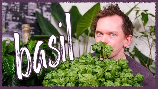 Grow Basil Indoors  Seed To Harvest!