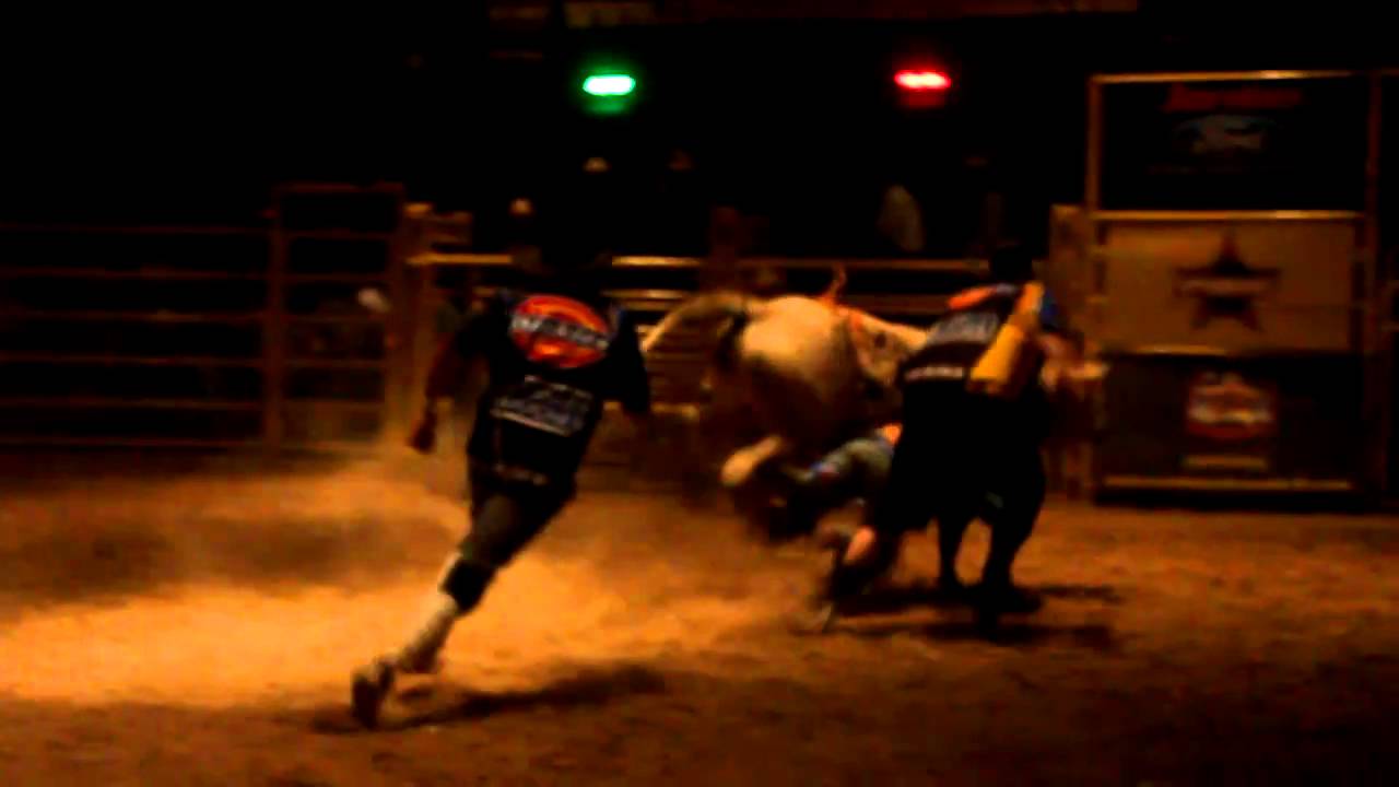 TIGER & Houston Sheets. Big D Mini Bucking Bulls at Cowboys in San Antonio Texas