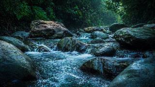 Jungle River Sounds for Deep Sleep – Natural White Noise, No Music