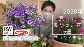 暑さ寒さに強い花 買ってよかったブランド苗5選 Youtube 暑さ寒さに強い花 買ってよかったブランド苗5選 Youtube