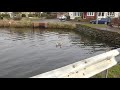 Swan Goose on Peter Pond Emsworth - 07 01 20