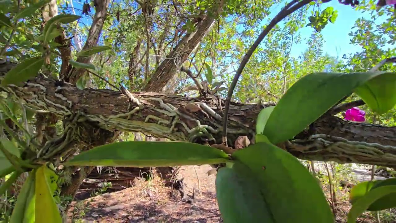 attached phalaenopsis to tree branches and they're blooming now . March 9, 2026 - Sanibel Island