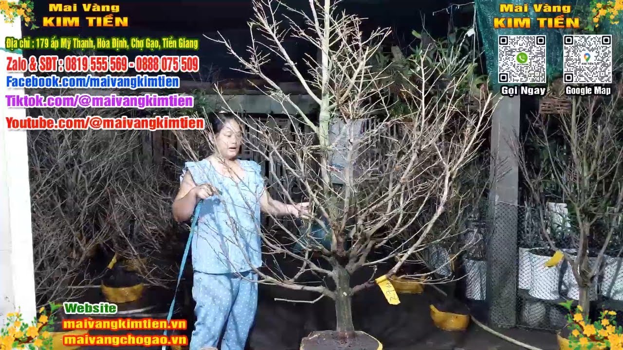 Phôi Mai Thủ Đức Giá Rẻ Bao Ship Bao Sống Toàn Quốc - Mai Vàng Kim Tiền Chợ Gạo