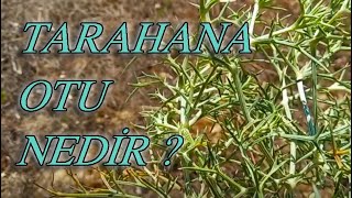 Tarhana Otu Nedi̇r ? Ülper İle Her Şey