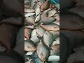 ஓர மீன் 🔥🐬😋 #shorts #trending #viral #views #fishing #sea #seafood