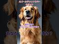 AIゴールデンレトリバーロボット　最期の結末！あなたはどう思いますか？#動物 #犬#人工知能 #雑学 #shorts