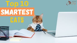 Top 10 Smartest Cat Breeds that Will Blow Your Mind!