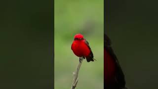 El Esplendor Rojo El Churrinche Pyrocephalus rubinus 🐦 #aves #birds #pajaros  #salvaje #shorts