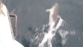 Dolphins by Shark Boat.MOV