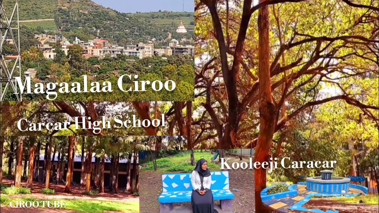 Magaalaa Ciroo/ Moora Mana Barnoota Carcar fi Pooliiteeknika Carcar#trending #youtubeshorts#viral