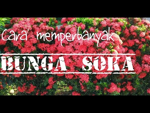 Cara Memperbanyak Bunga Soka Dengan Cara Sederhana Youtube