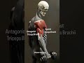 In muscle movements arm's #medical #anatomy #gym #gymmotivation #clinicalanatomy #physiotherapy