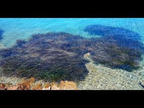 Φτιάξτε ένα βιολογικό υγρό λίπασμα για τα φυτά σας από  φύκια