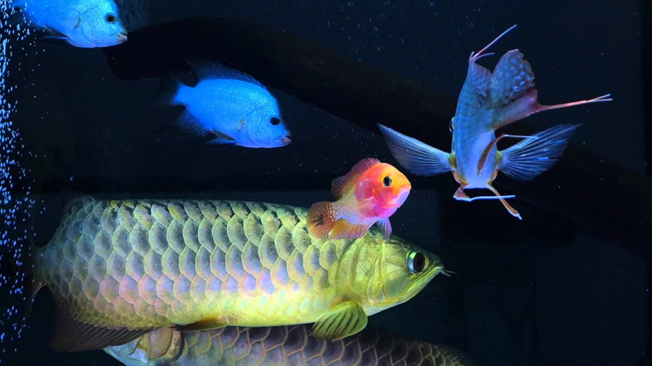 camera iphone 8 plus apk Thai silk in Arowana tanks 龙鱼混养@新加坡 金头龙鱼
