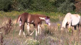 '14 APHA Filly, Sire: A Scenic Impulse