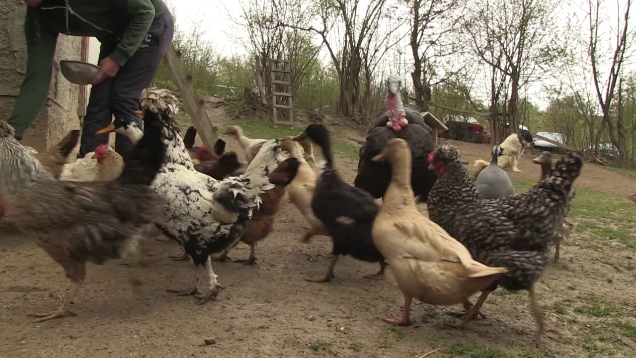 PRIJATELJI ŽIVOTINJA, EPIZODA 12 (30/04/2017)