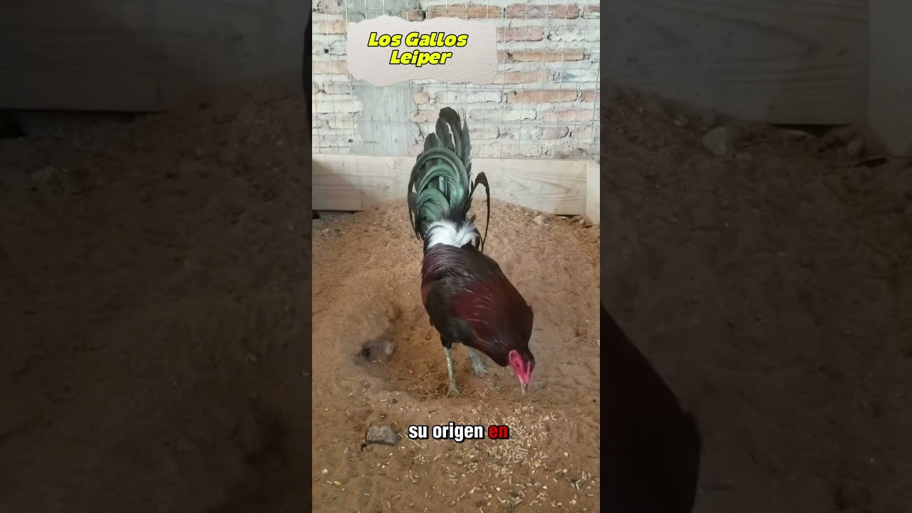 Los gallos Leiper‼️ 