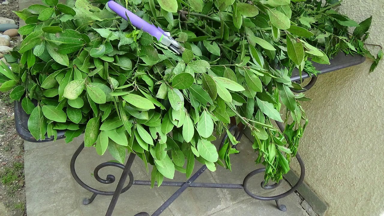 Harvesting Bay Leaves YouTube