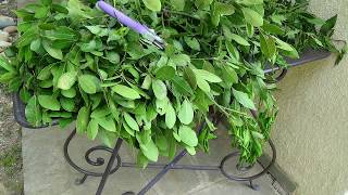 Harvesting Bay Leaves