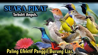 TERBUKTI AMPUH‼️ Burung Langsung Ngumpul. Suara Pikat Semua Jenis Burung Paling Efektif.
