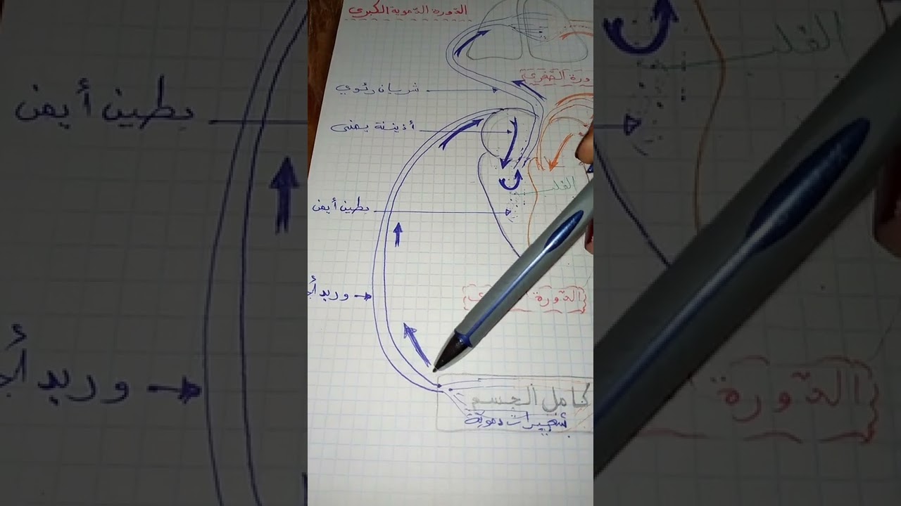 الدورة الدموية الصغرى والكبرى  لتلاميذ السنوات الخامسة والسادسة اساسي