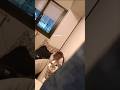 Cat Video | Cute Cats | Viral Cats | Cat Shorts | Funny Cats #shorts