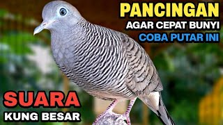 Perkutut Lokal Gacor Suara Kung Besar Pancingan Burung Perkutut Agar Bunyi.