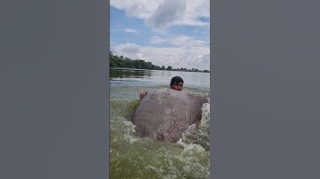 Big monster find deep river water. viral fishing video. Best fish catching. #fish #fishing #top