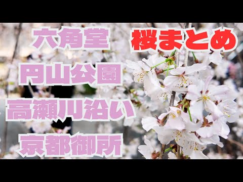 Visit four famous cherry blossom spots in Kyoto on March